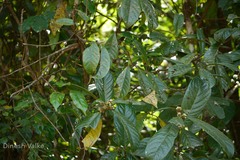 Symplocos macrophylla